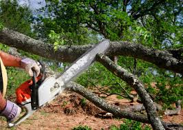 Best Leaf Removal  in Gantt, SC