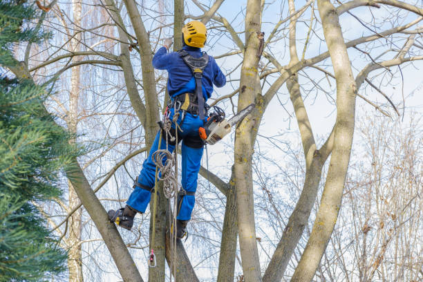 Best Tree and Shrub Care  in Gantt, SC